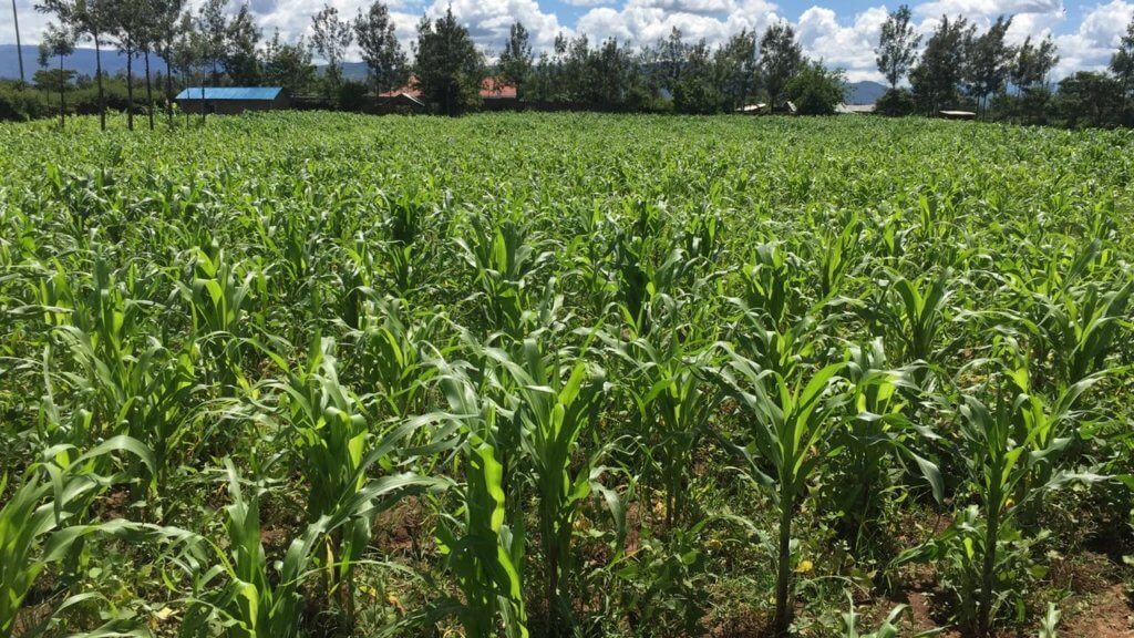 a corn field in Africa